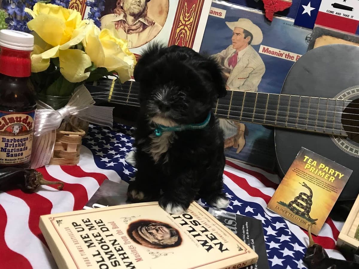 Purebred Havanese Companions - OFA/DNA Health Tested Sire & Dam! breeder image 15