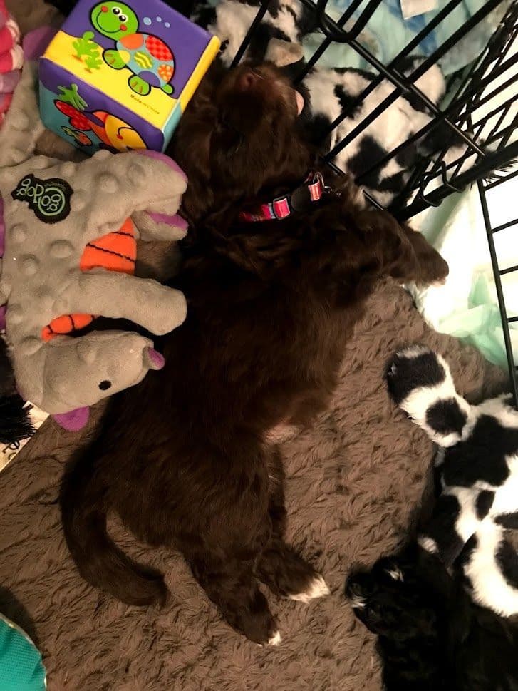 Purebred Havanese Companions - OFA/DNA Health Tested Sire & Dam! breeder image 16