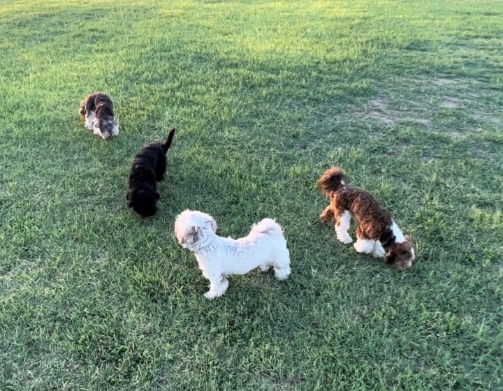 Purebred Havanese Companions - OFA/DNA Health Tested Sire & Dam! breeder image 17