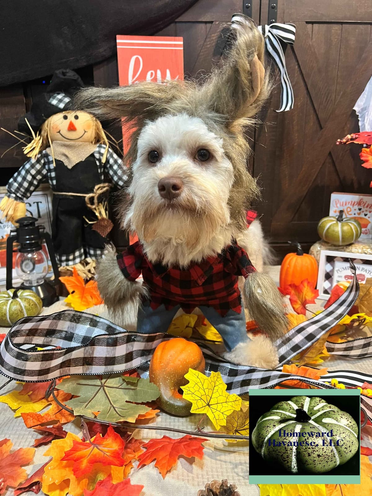 Purebred Havanese Companions - OFA/DNA Health Tested Sire & Dam! breeder image 18