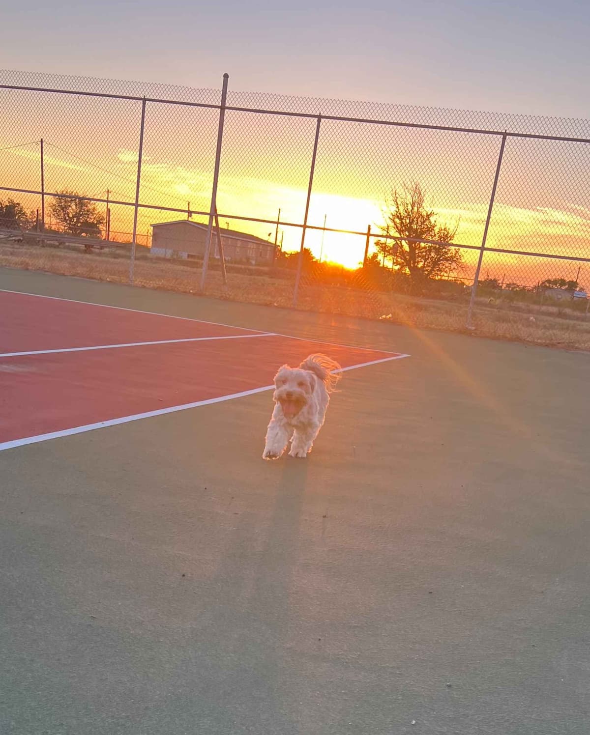 Purebred Havanese Companions - OFA/DNA Health Tested Sire & Dam! breeder image 19