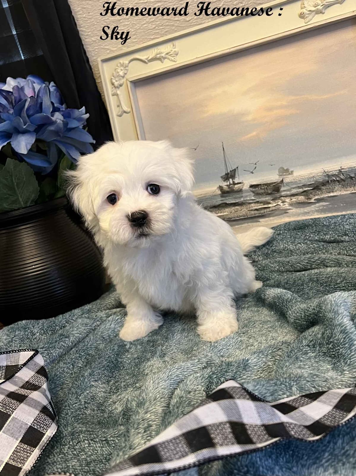 Purebred Havanese Companions - OFA/DNA Health Tested Sire & Dam! breeder image 20