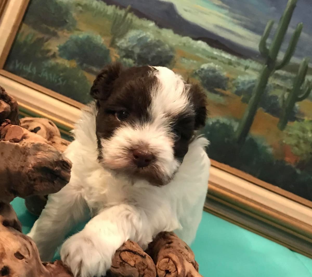 Purebred Havanese Companions - OFA/DNA Health Tested Sire & Dam! breeder image 22