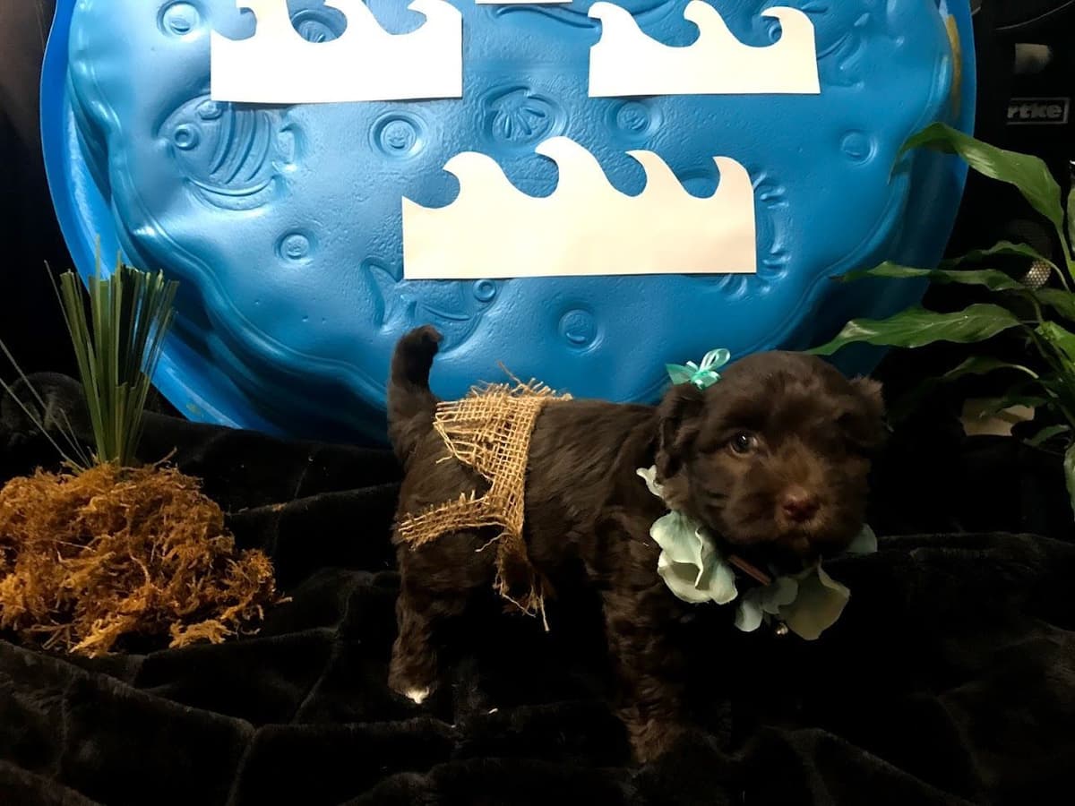 Purebred Havanese Companions - OFA/DNA Health Tested Sire & Dam! breeder image 23