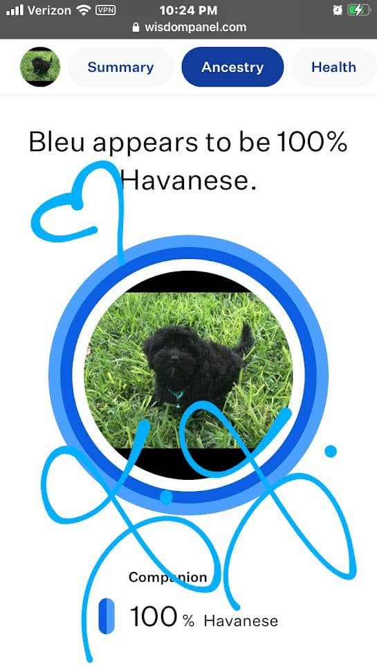Purebred Havanese Companions - OFA/DNA Health Tested Sire & Dam! breeder image 27