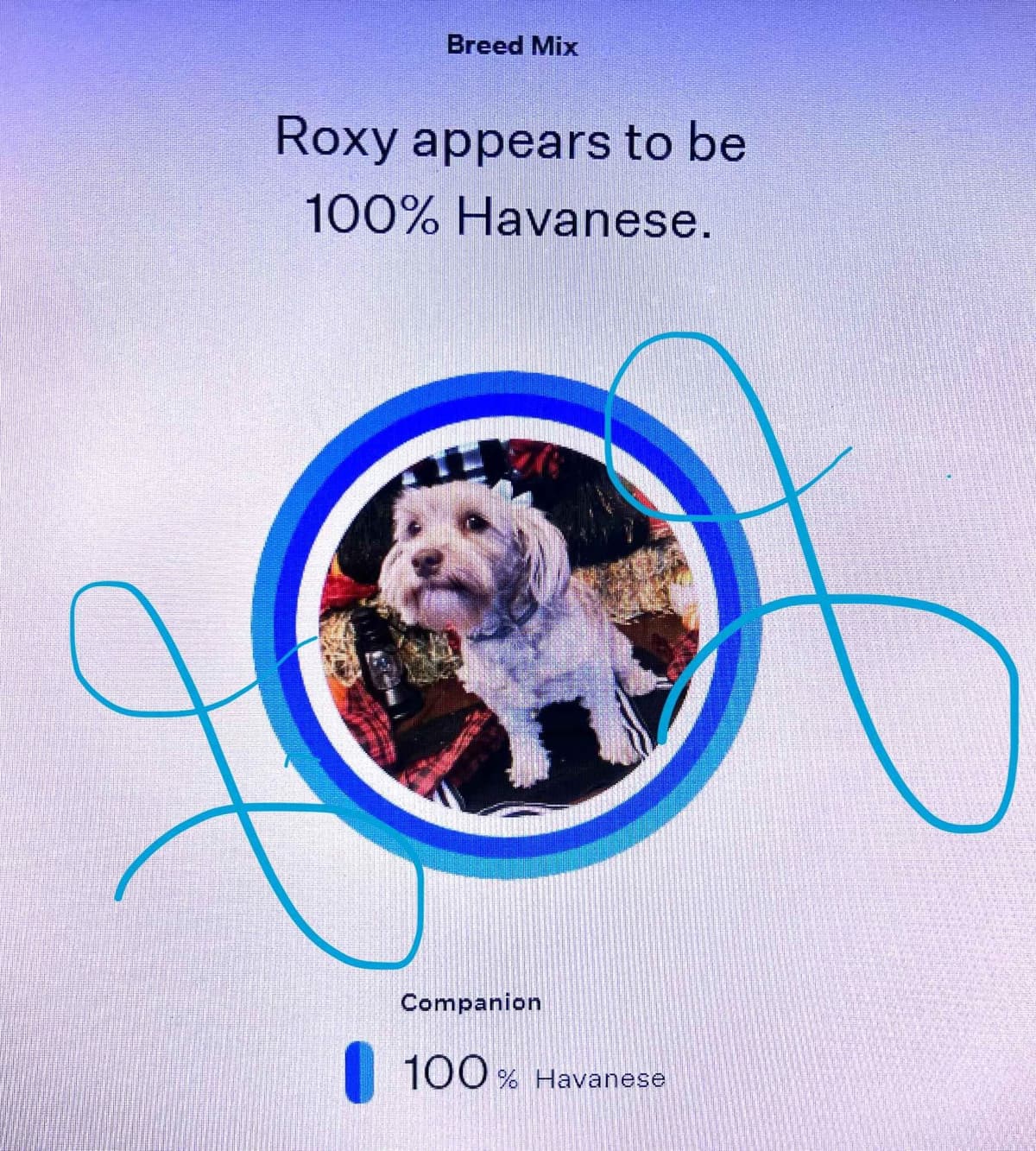 Purebred Havanese Companions - OFA/DNA Health Tested Sire & Dam! breeder image 29