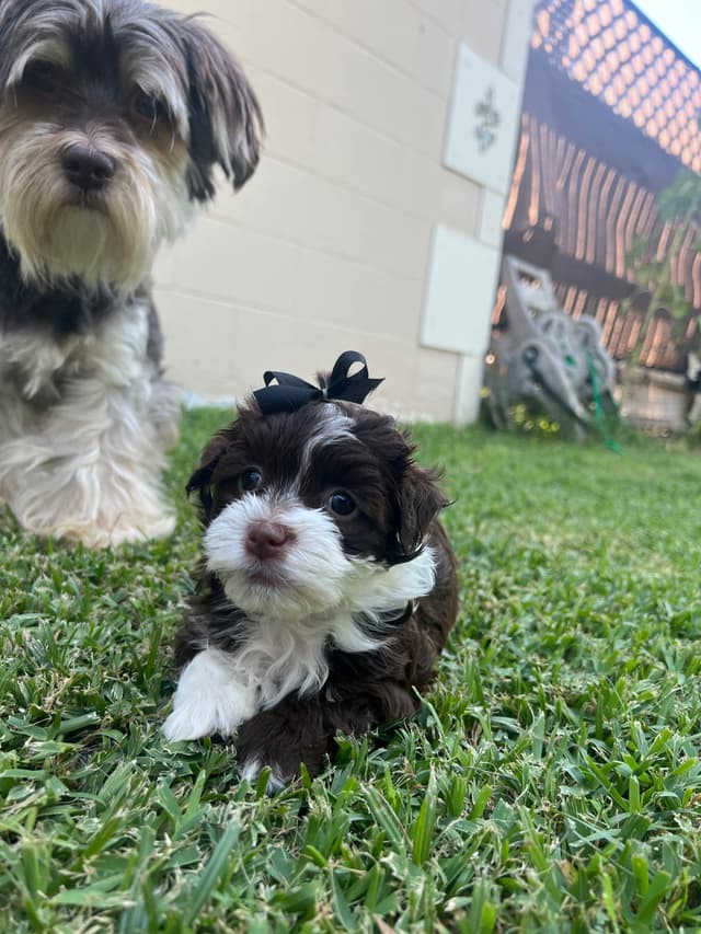 Purebred Havanese Companions - OFA/DNA Health Tested Sire & Dam! media 4