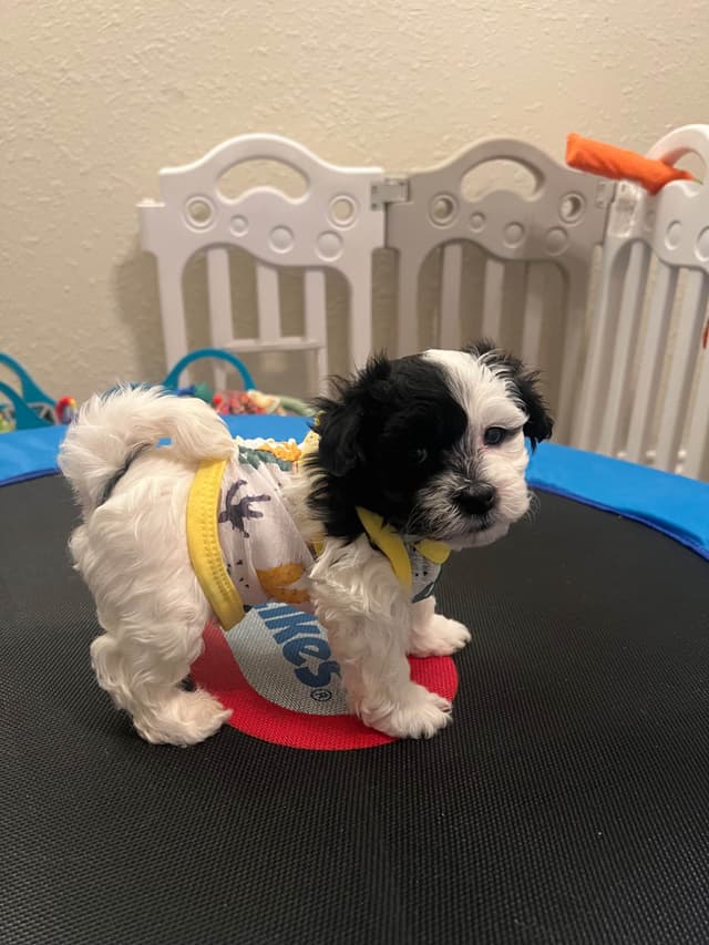 Purebred Havanese Companions - OFA/DNA Health Tested Sire & Dam! media 6