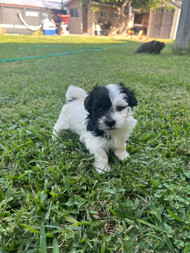 Purebred Havanese Companions - OFA/DNA Health Tested Sire & Dam! media 7