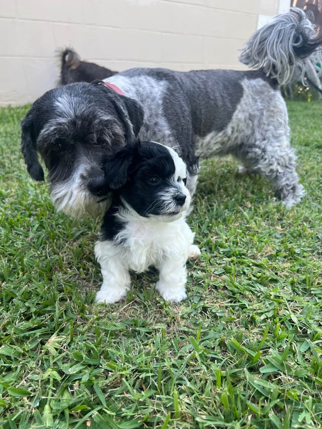 Purebred Havanese Companions - OFA/DNA Health Tested Sire & Dam! media 8