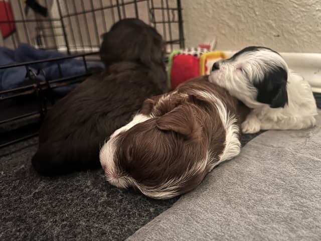 Purebred Havanese Companions - OFA/DNA Health Tested Sire & Dam! media 10