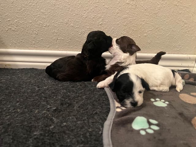 Purebred Havanese Companions - OFA/DNA Health Tested Sire & Dam! media 9