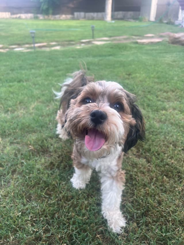Purebred Havanese Companions - OFA/DNA Health Tested Sire & Dam! media 12