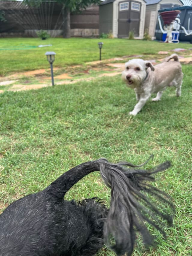 Purebred Havanese Companions - OFA/DNA Health Tested Sire & Dam! media 15