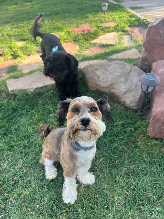 Purebred Havanese Companions - OFA/DNA Health Tested Sire & Dam! media 13