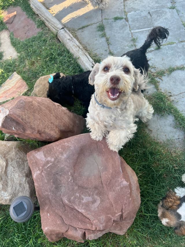 Purebred Havanese Companions - OFA/DNA Health Tested Sire & Dam! media 14