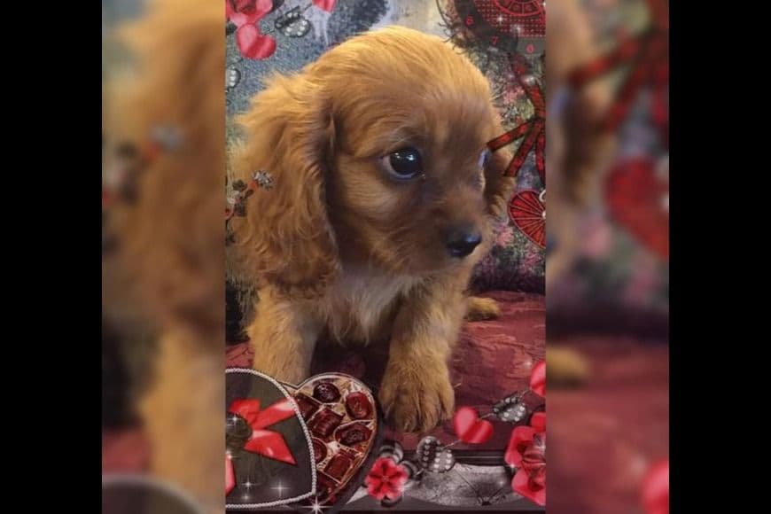 AKC Cavalier King Charles Spaniel Puppies breeder image 2