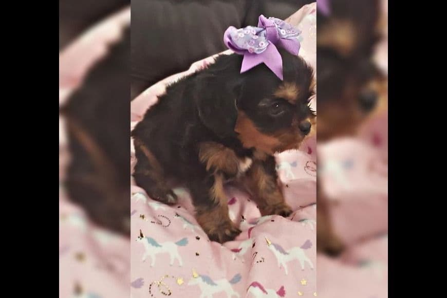 AKC Cavalier King Charles Spaniel Puppies breeder image 3
