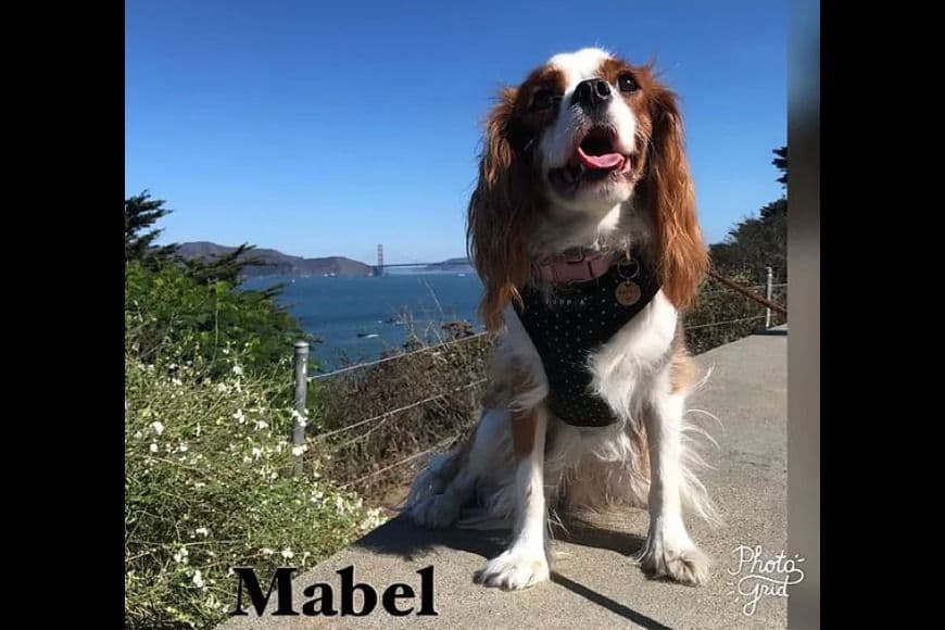 AKC Cavalier King Charles Spaniel Puppies breeder image 4