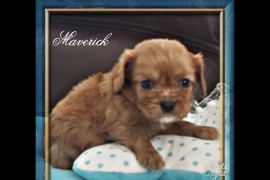 AKC Cavalier King Charles Spaniel Puppies breeder image 8