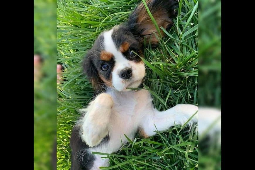 AKC Cavalier King Charles Spaniel Puppies breeder image 10