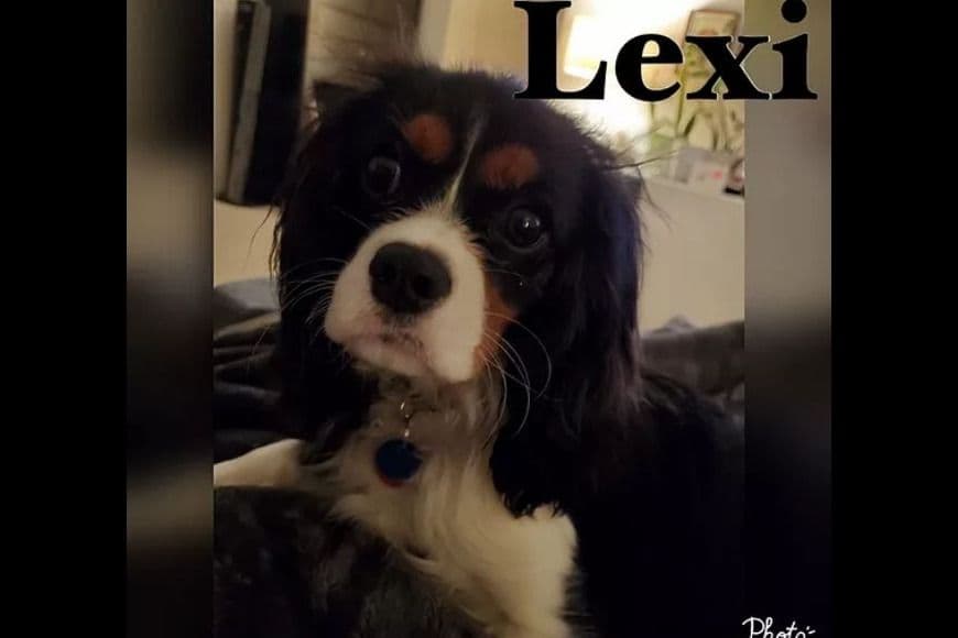 AKC Cavalier King Charles Spaniel Puppies breeder image 11