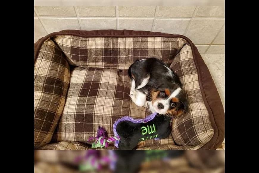 AKC Cavalier King Charles Spaniel Puppies breeder image 12