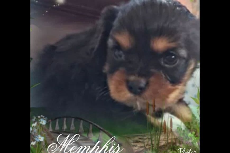 AKC Cavalier King Charles Spaniel Puppies breeder image 14