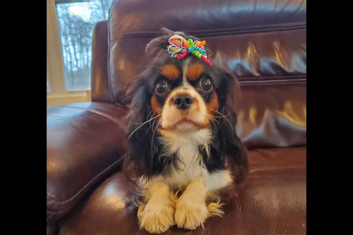 AKC Cavalier King Charles Spaniel Puppies breeder image 1