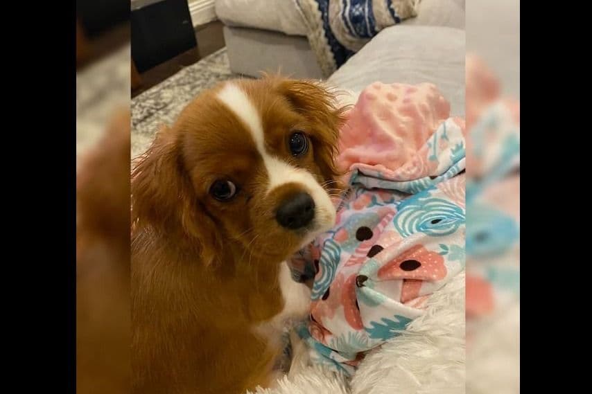 AKC Cavalier King Charles Spaniel Puppies breeder image 17