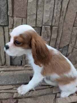 AKC Cavalier King Charles Spaniel Puppies breeder image 18