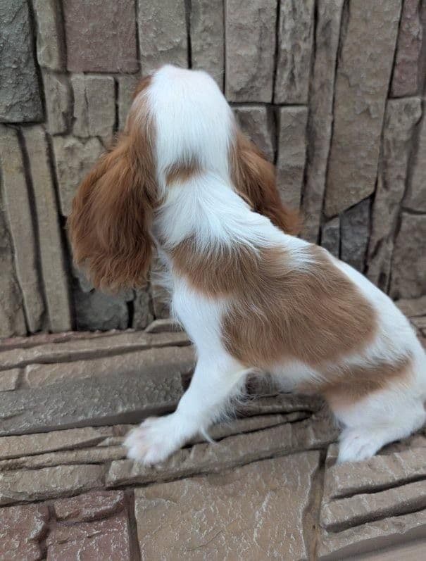 AKC Cavalier King Charles Spaniel Puppies breeder image 20
