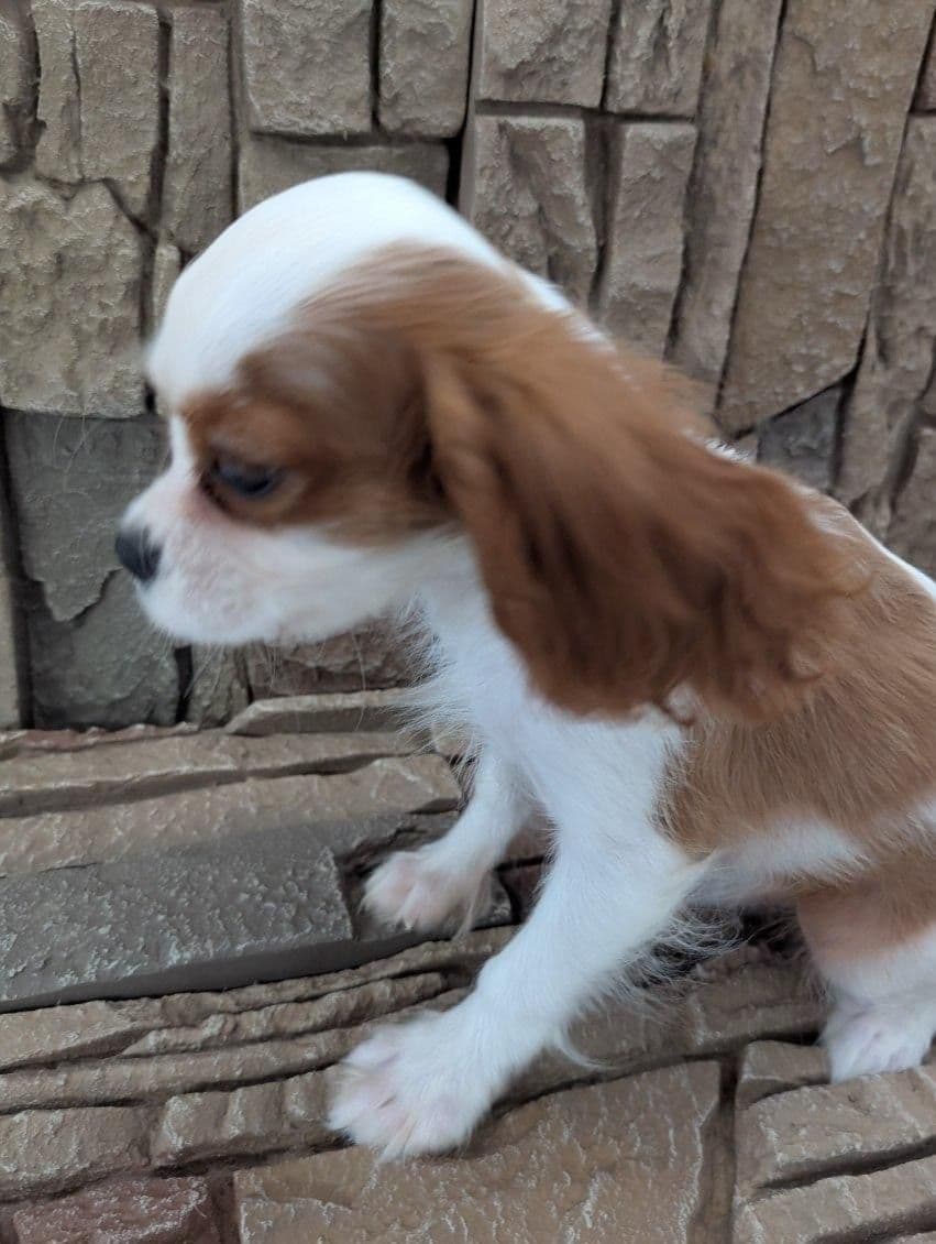 AKC Cavalier King Charles Spaniel Puppies breeder image 21