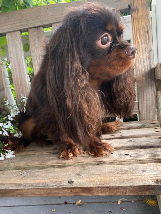 AKC Cavalier King Charles Spaniel Puppies media 2