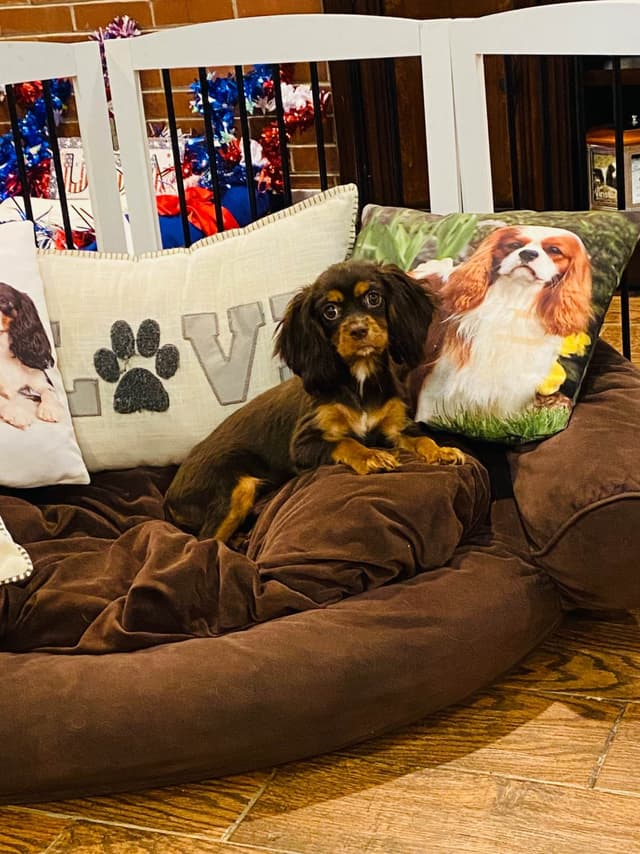 AKC Cavalier King Charles Spaniel Puppies media 4