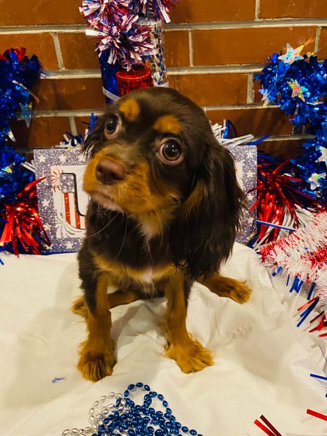 AKC Cavalier King Charles Spaniel Puppies media 5