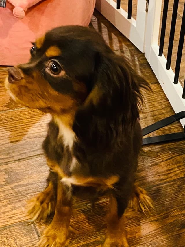 AKC Cavalier King Charles Spaniel Puppies media 6