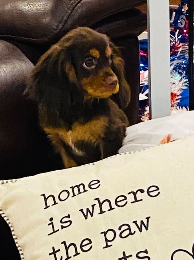 AKC Cavalier King Charles Spaniel Puppies media 7