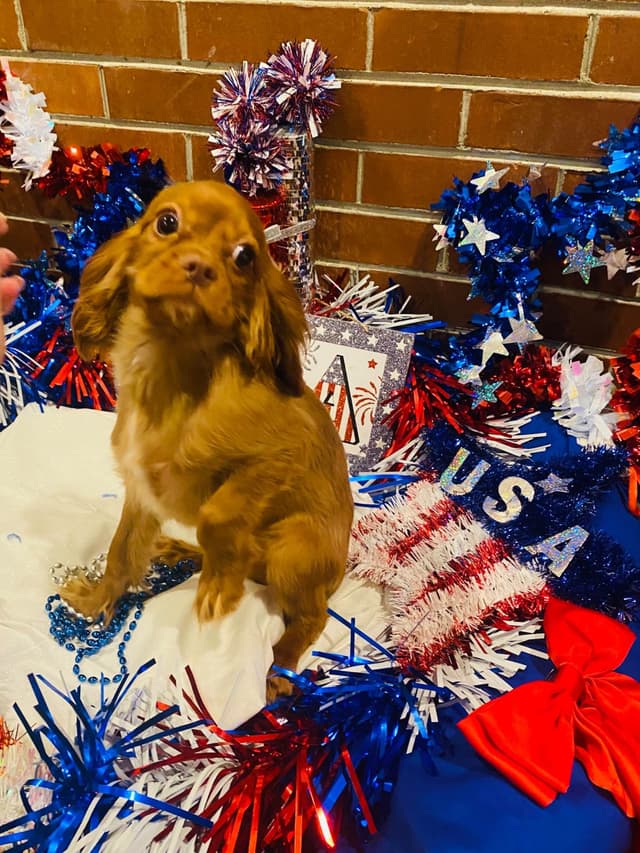 AKC Cavalier King Charles Spaniel Puppies media 8