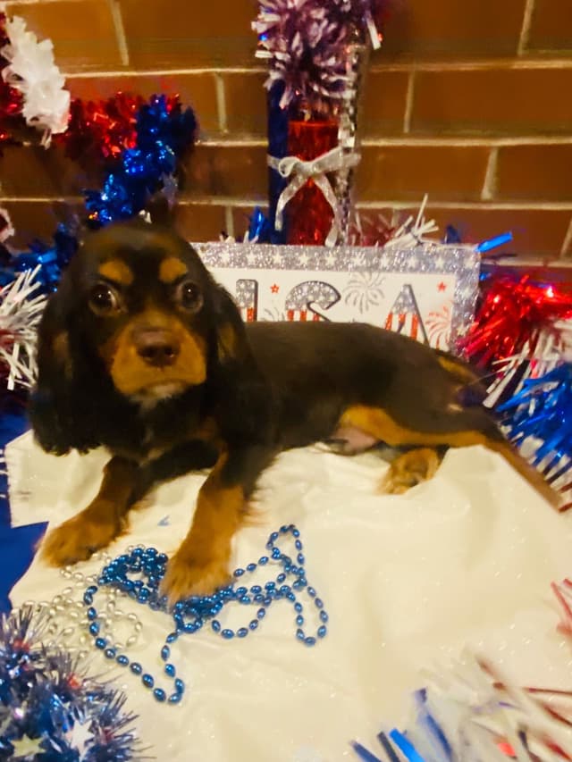 AKC Cavalier King Charles Spaniel Puppies media 9