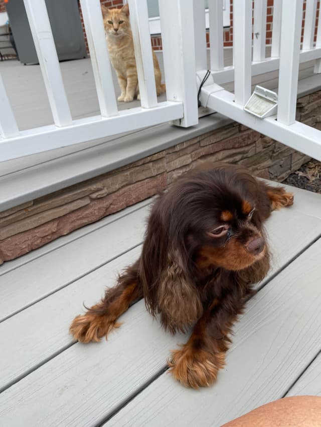 AKC Cavalier King Charles Spaniel Puppies media 11