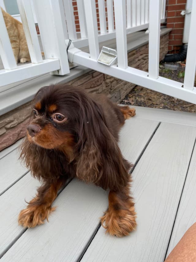 AKC Cavalier King Charles Spaniel Puppies media 12