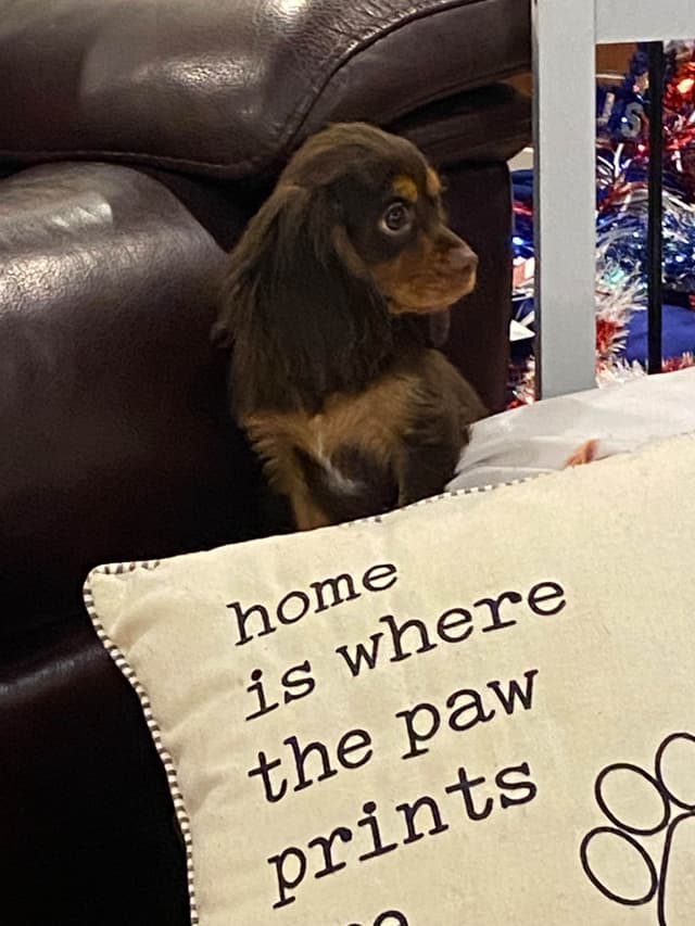 AKC Cavalier King Charles Spaniel Puppies media 13