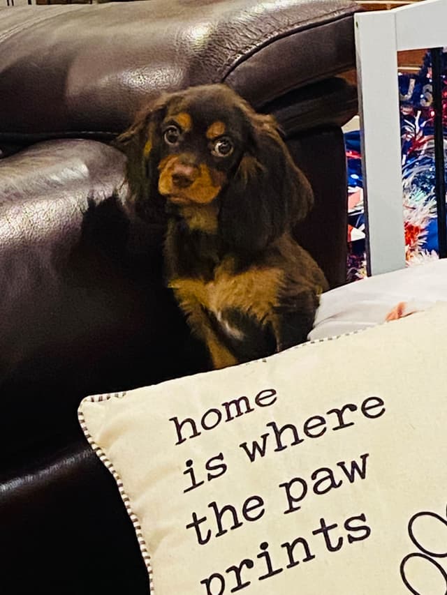 AKC Cavalier King Charles Spaniel Puppies media 10
