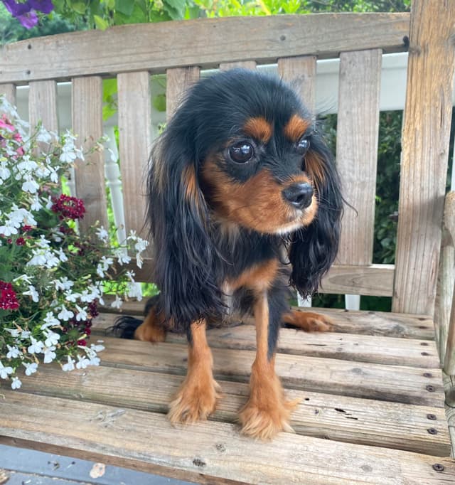 AKC Cavalier King Charles Spaniel Puppies media 14
