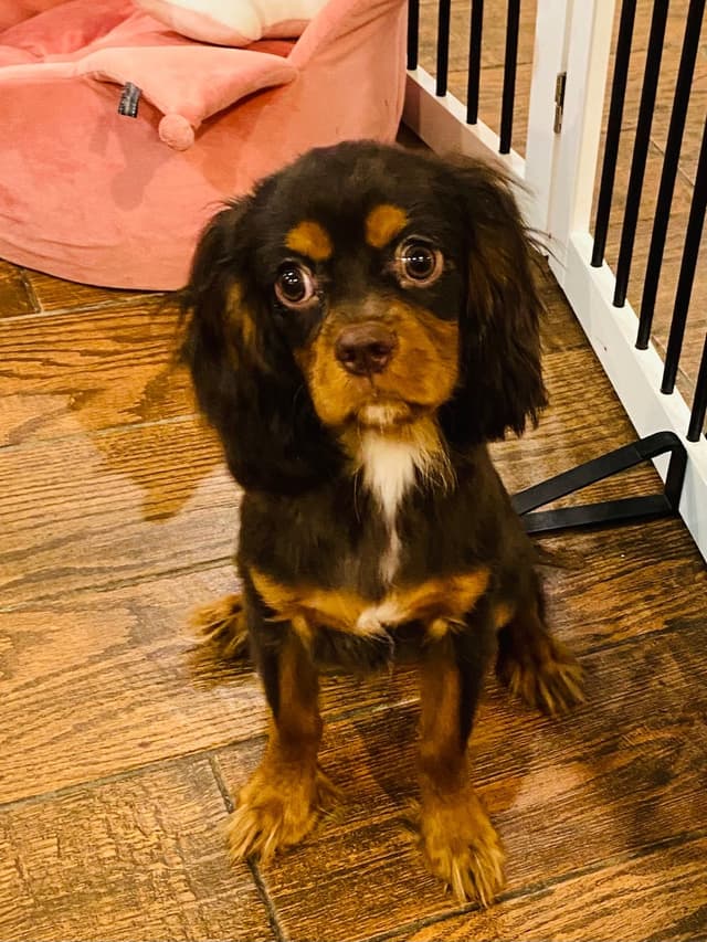 AKC Cavalier King Charles Spaniel Puppies media 15
