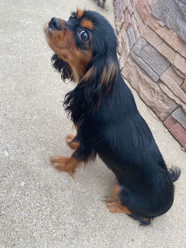 AKC Cavalier King Charles Spaniel Puppies media 19