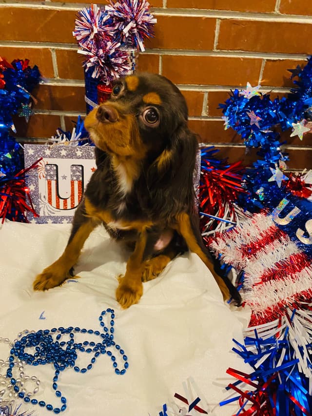 AKC Cavalier King Charles Spaniel Puppies media 18