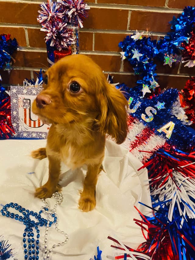 AKC Cavalier King Charles Spaniel Puppies media 22