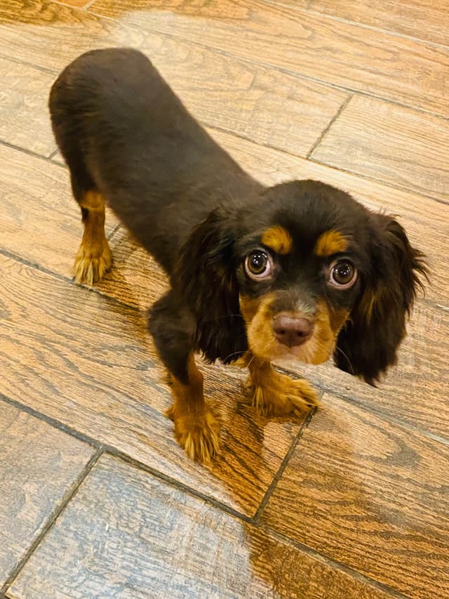 AKC Cavalier King Charles Spaniel Puppies media 20